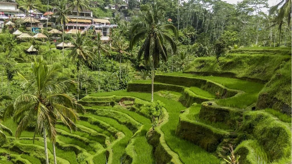canggu